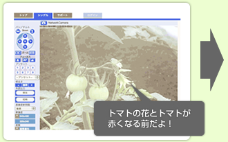トマトの花とトマトが赤くなる前だよ！